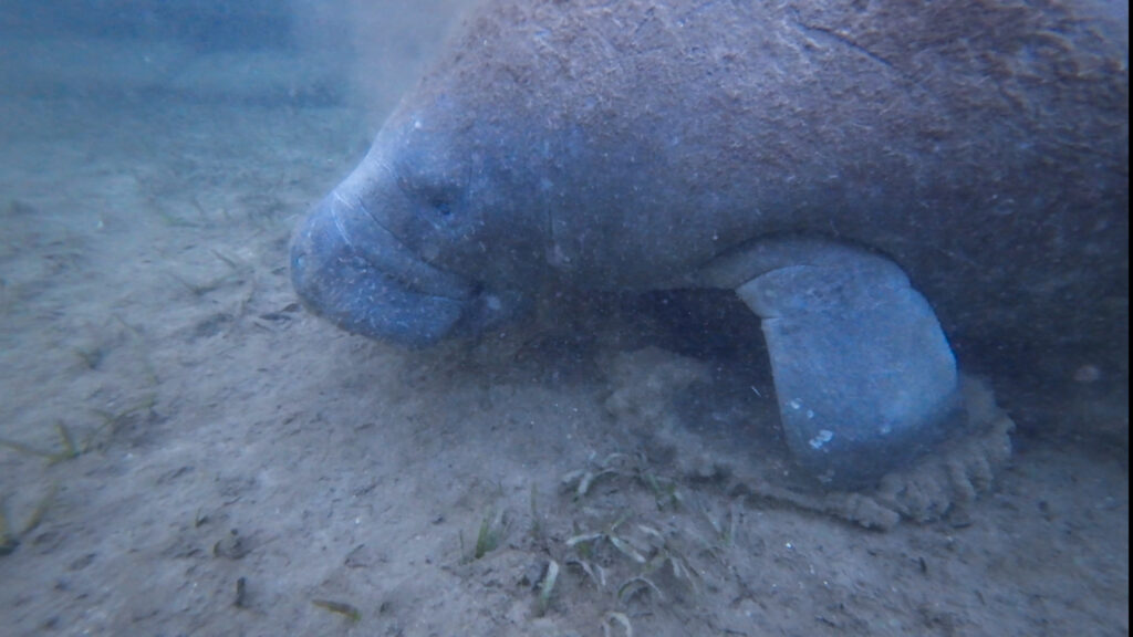 Manatee