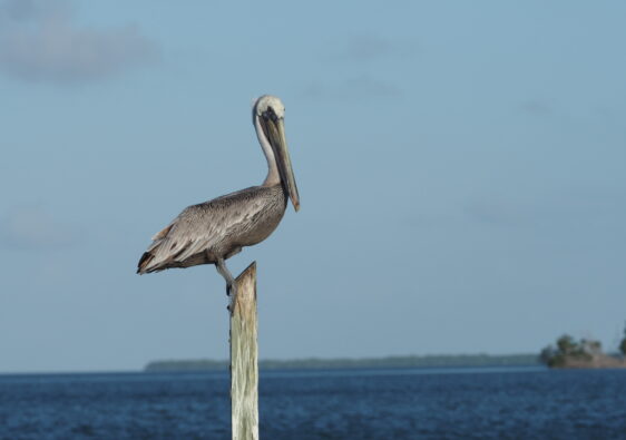 Florida, ein River of Grass
