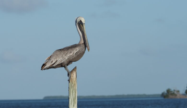 Florida, ein River of Grass