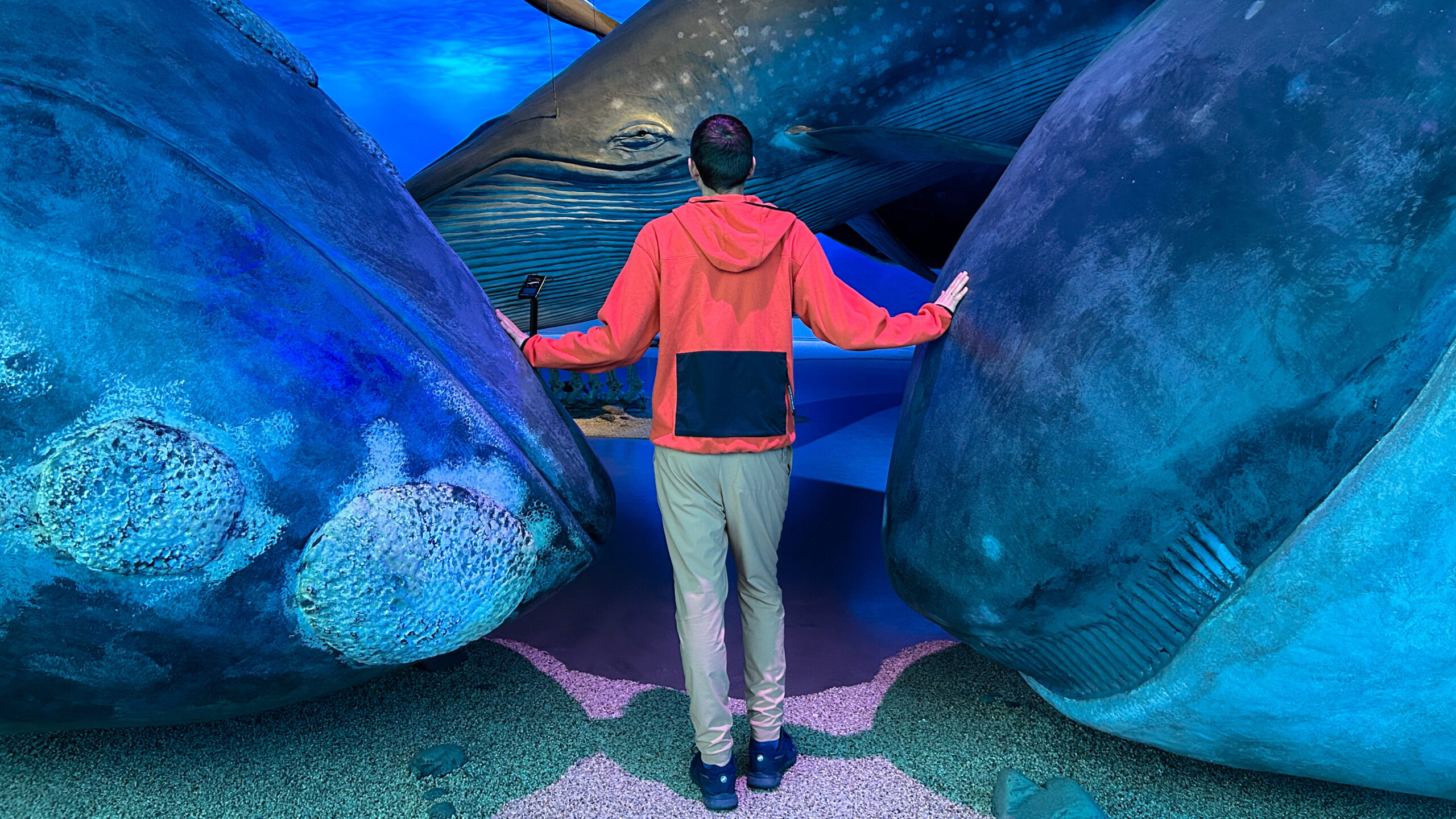 Isländisches Walmuseum