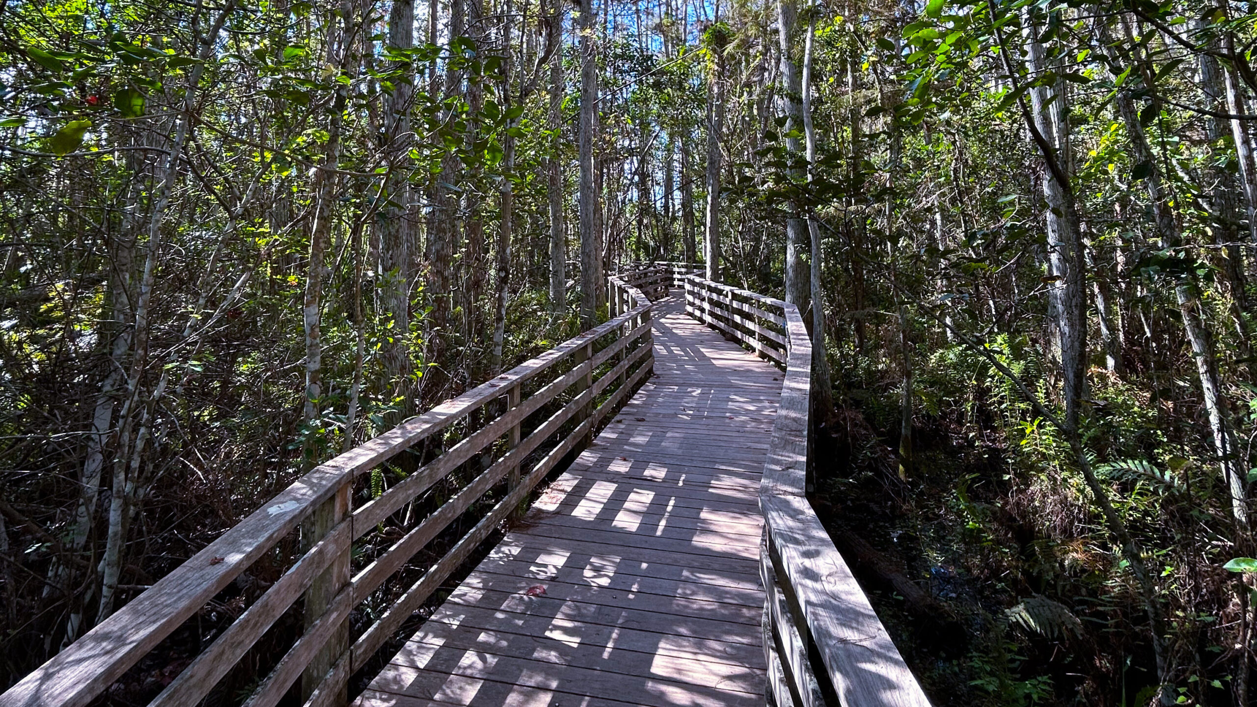 Audubin Corkscrew Swamp Sanctuary Boardwalk