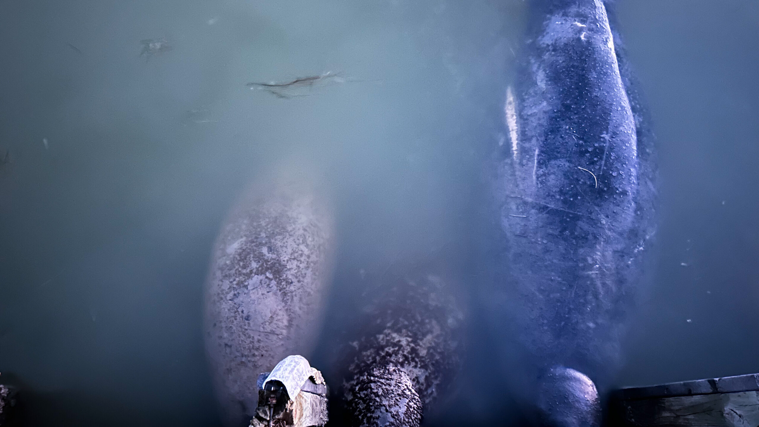 Manatees in Flamingo