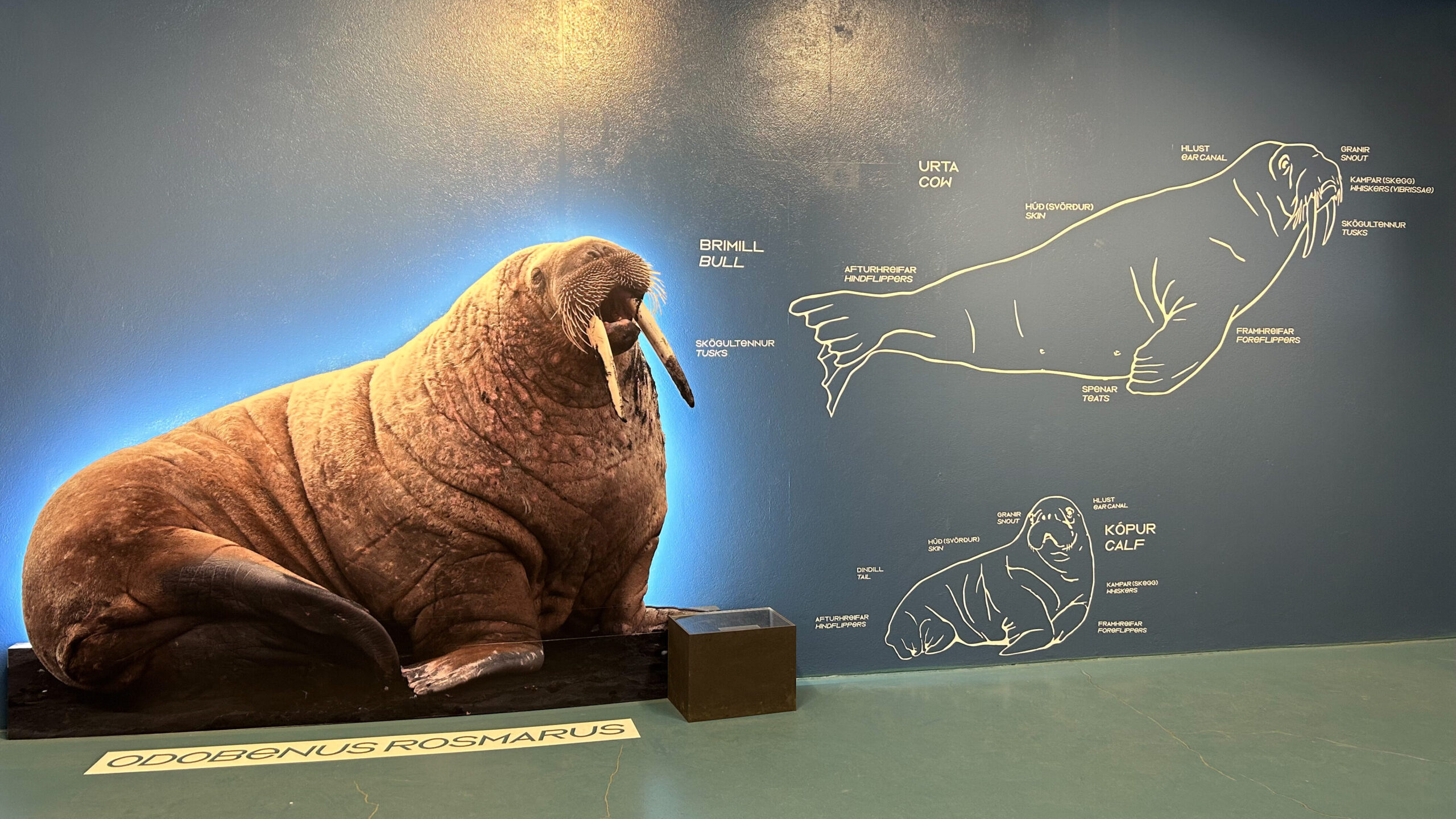 Ausstellung über das Walross im Icelandic Seal Center.