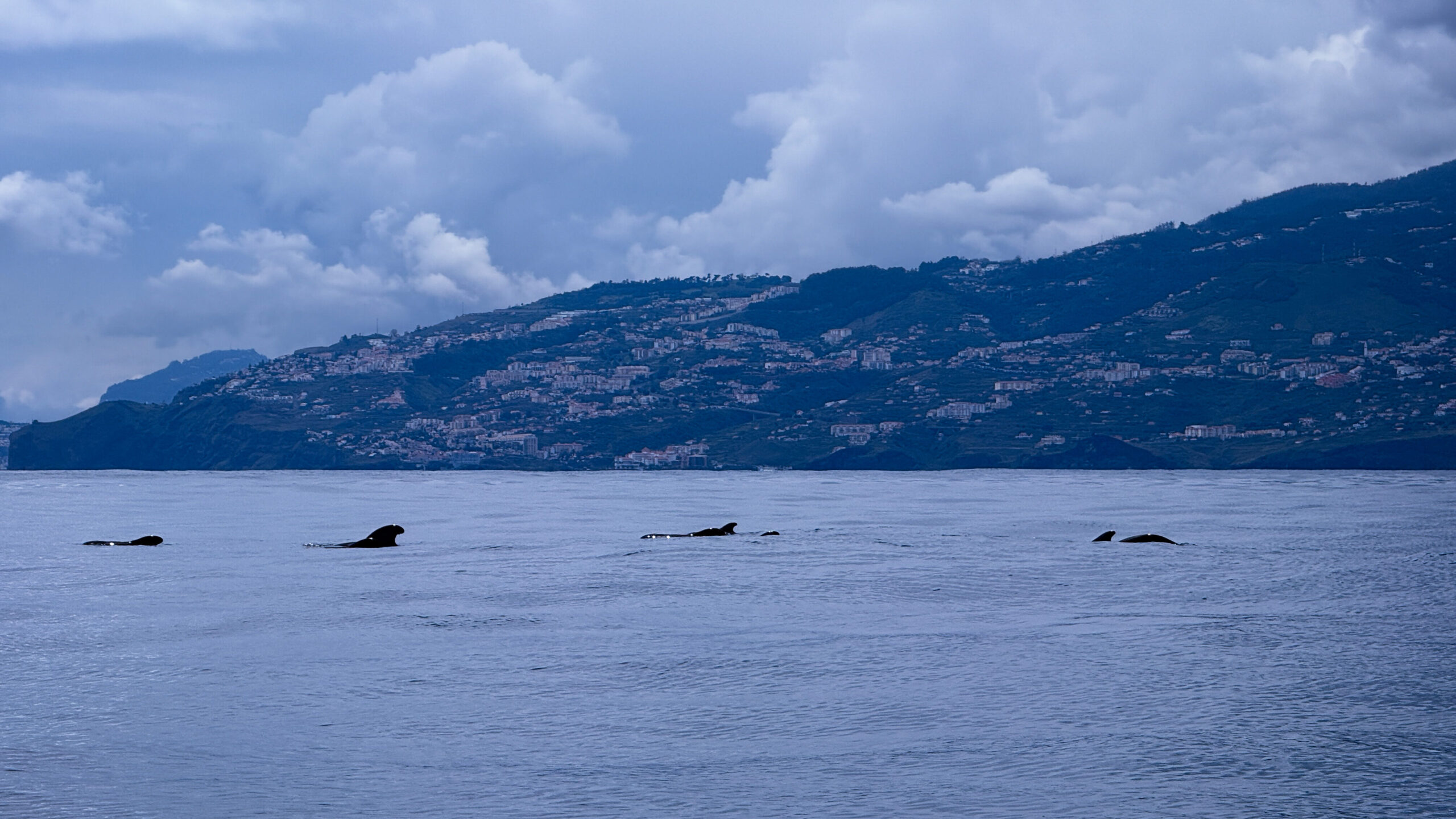 Auf dem blauen Wasser zeichnen sich in Schwarz einige Flossen von Grindwalen ab, dahinter die Kulisse Madeiras