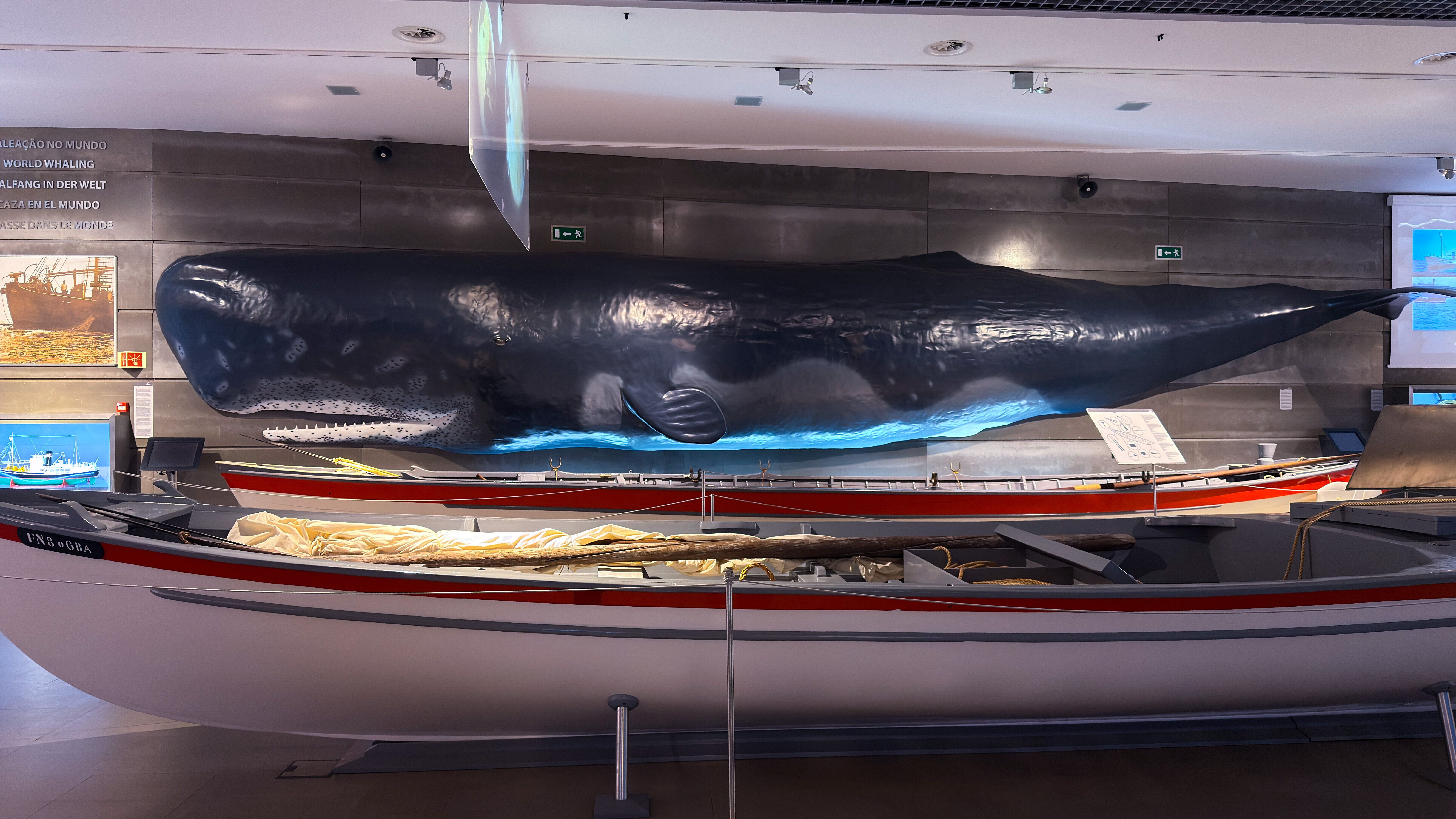 Museu da Baleia in Madeira: Im Vordergrund Boote, im Hintergrund ein lebensgroßes Modell eines Pottwals