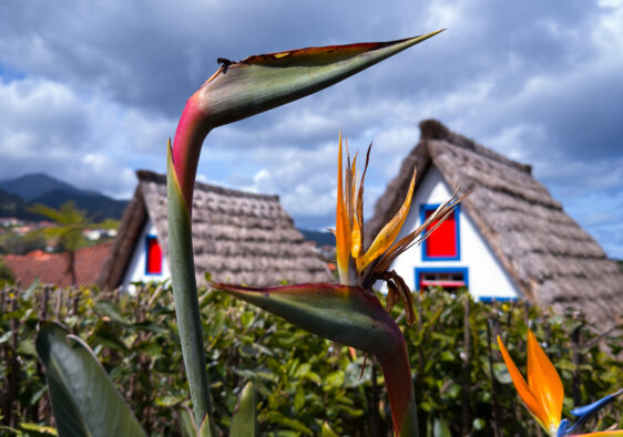 Traditionelle weiß-rot-blaue Häuser Madeira, im Vordergrund die Paradiesvogel-Pflanzen