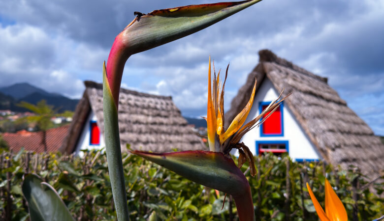 Traditionelle weiß-rot-blaue Häuser Madeira, im Vordergrund die Paradiesvogel-Pflanzen