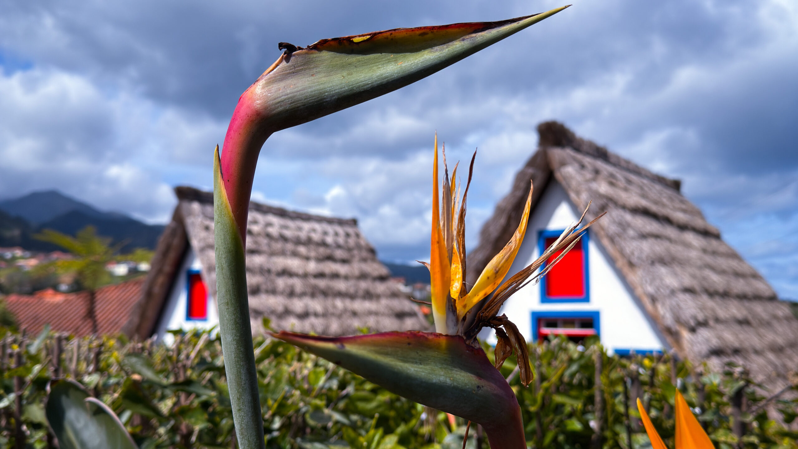 Traditionelle weiß-rot-blaue Häuser Madeira, im Vordergrund die Paradiesvogel-Pflanzen
