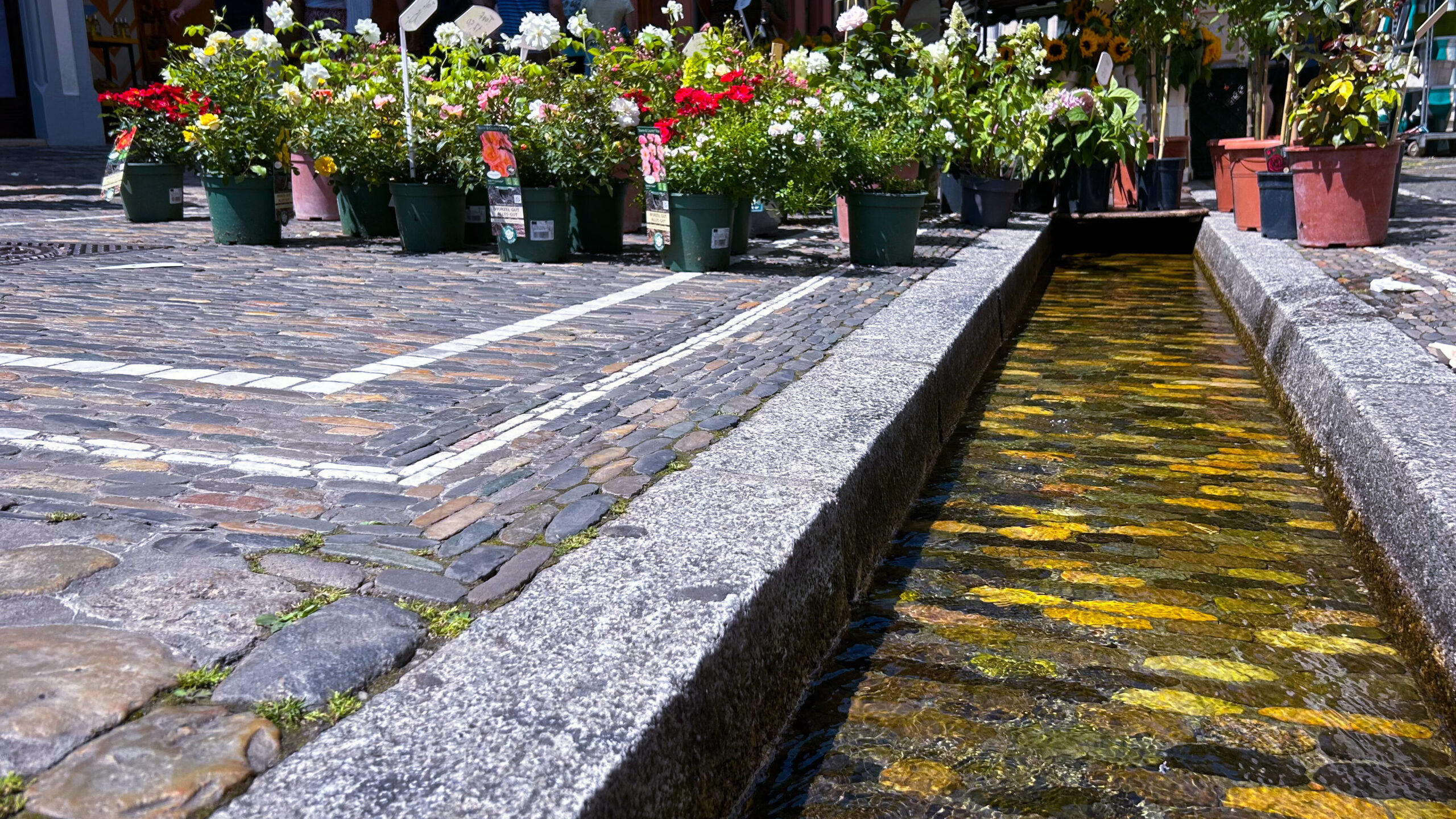 Bachlauf an einer der Straßen in der Freiburger Innenstadt, Blumen im Hintergrund