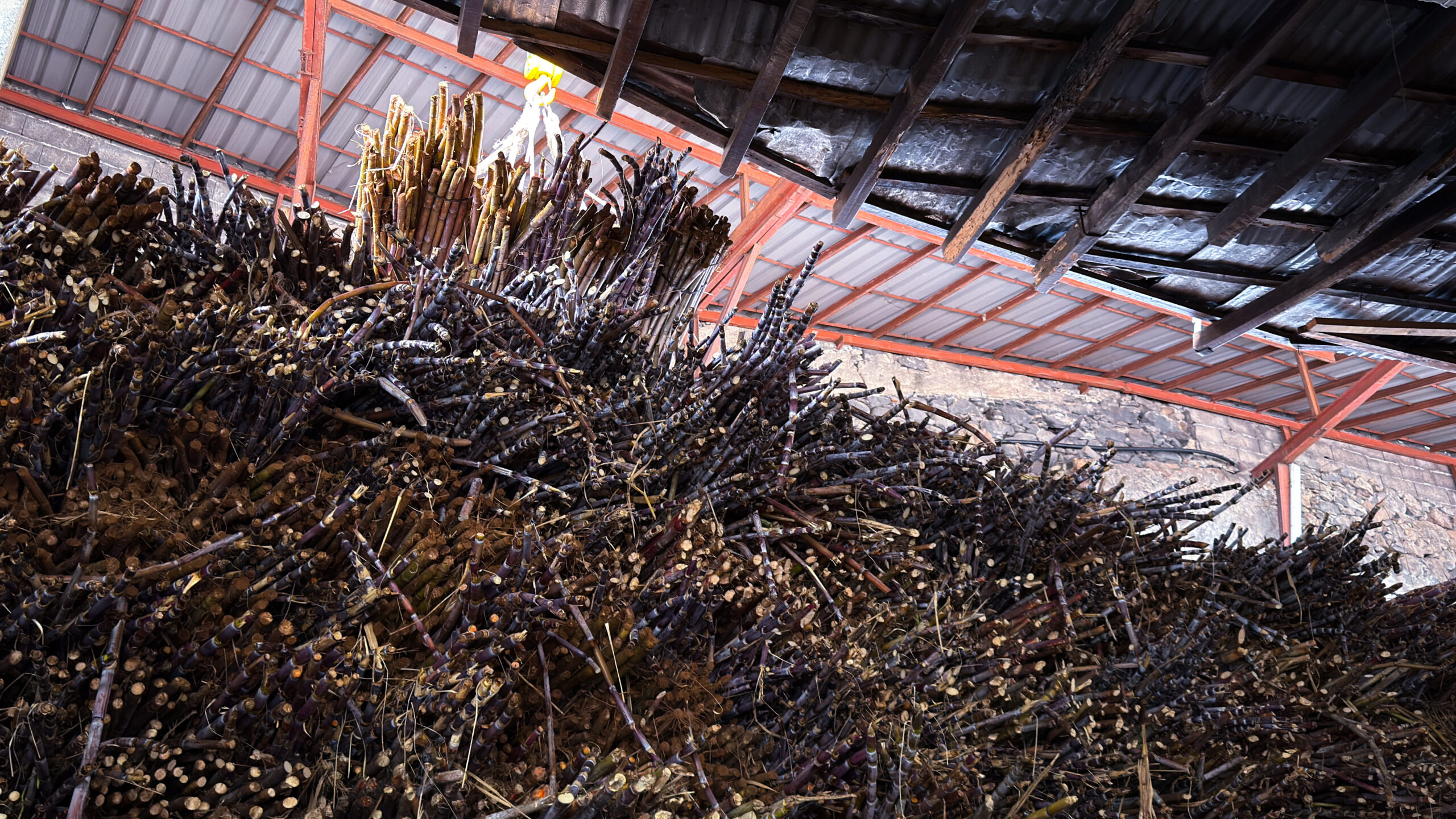 Einblick in die Zuckerrohr-Ernte auf Madeira