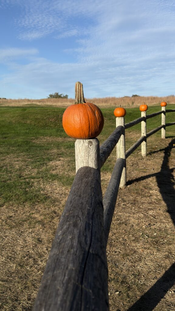 Orangene Kürbisse auf einem Holzzaun