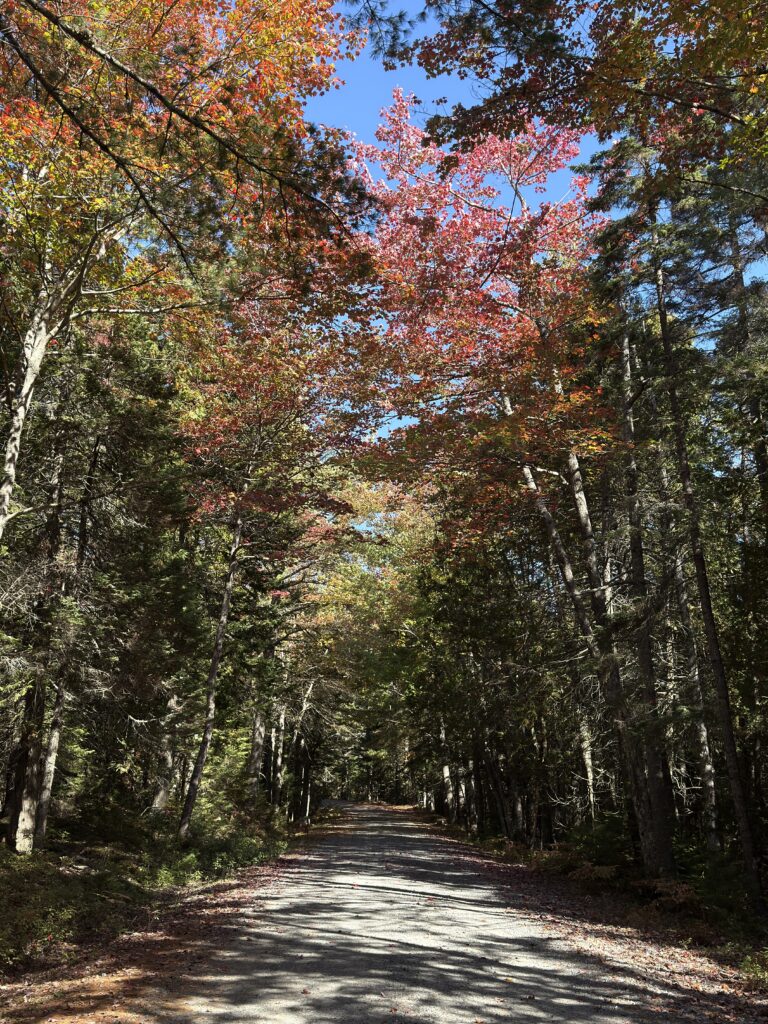 Waldstraße mit roten, orangenen und grünen Blättern im Herbst.