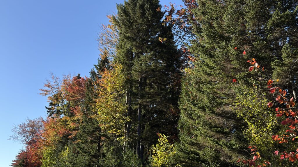 Bunt gefärbte Laubbäume