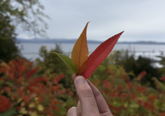 Drei bunt gefärbte Blätter, grün, gelb und rot vor dem Lake Champlain
