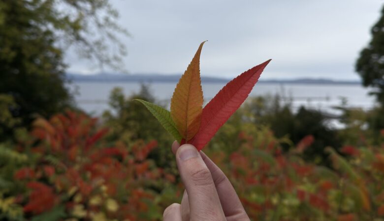 Drei bunt gefärbte Blätter, grün, gelb und rot vor dem Lake Champlain